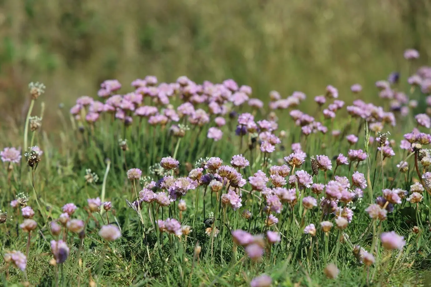 Selektive Aufnahme pinkfarbener Grasnelken in einem Feld im Sonnenlicht.